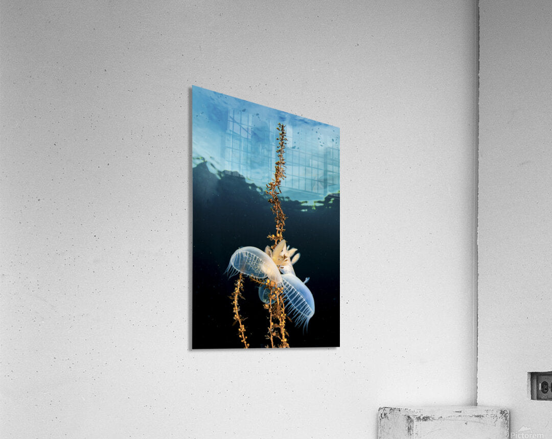 2727603 :: Acrylic Print