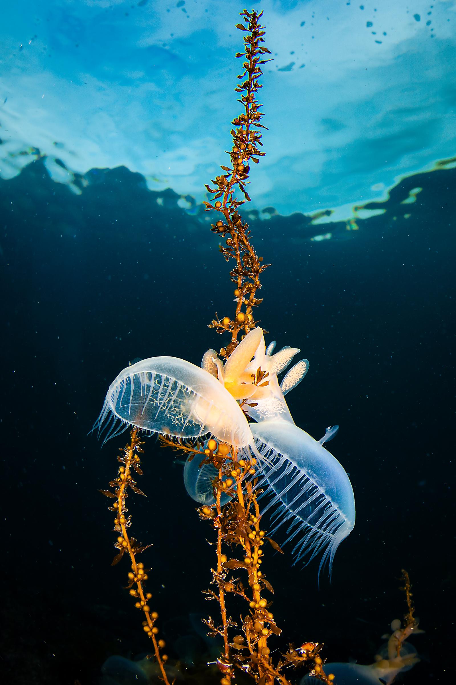 Hooded Nudibranchs On Kelp