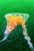 Fried Egg Jelly