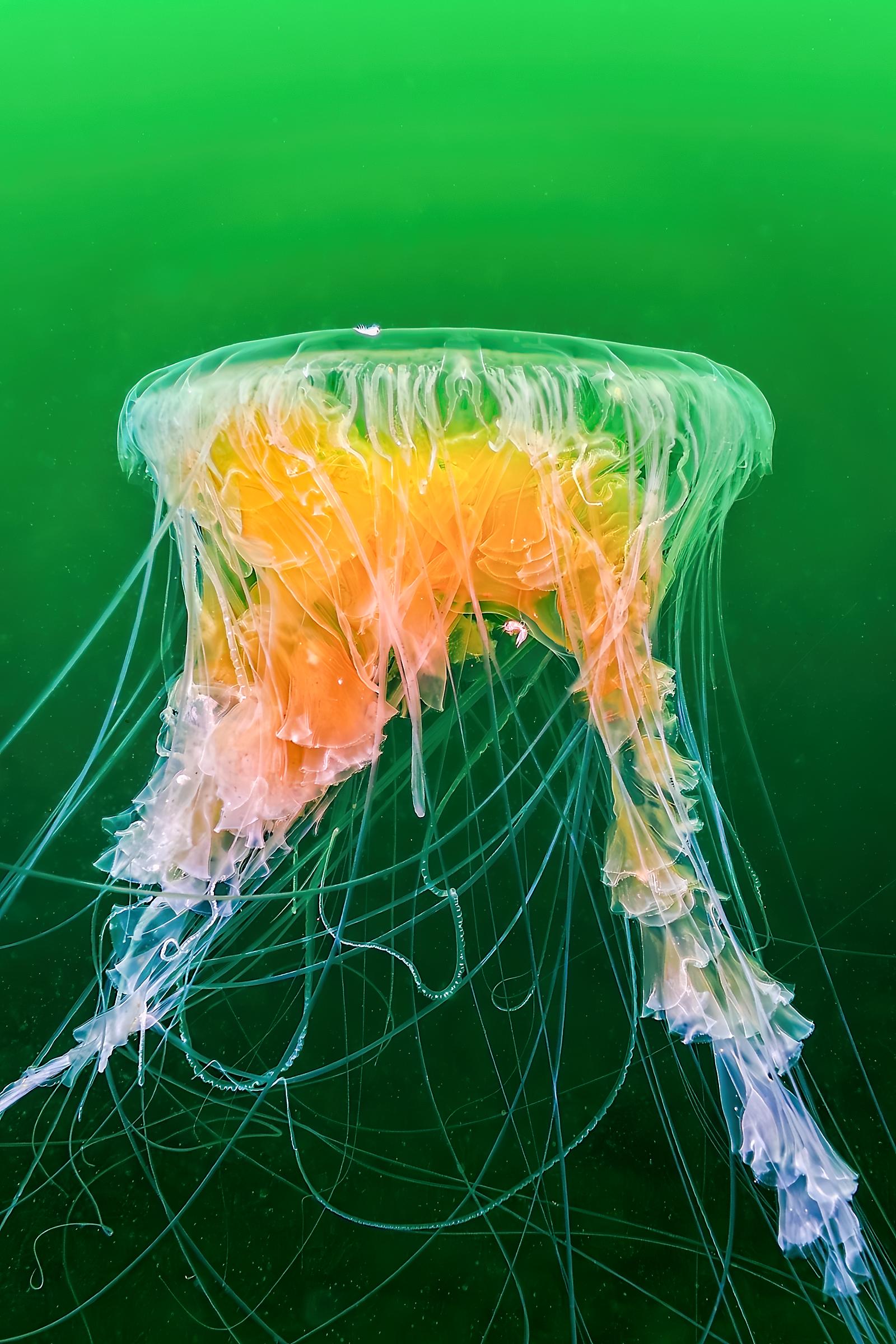 Fried Egg Jelly