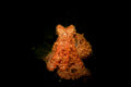 Giant Pacific Octopus Portrait