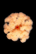 Plumose Anemone On Black