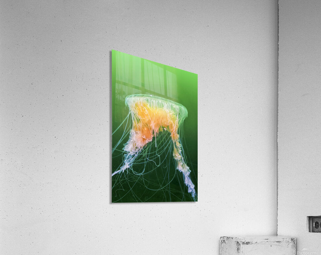2630123 :: Acrylic Print