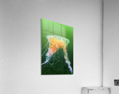 2630123 :: Acrylic Print