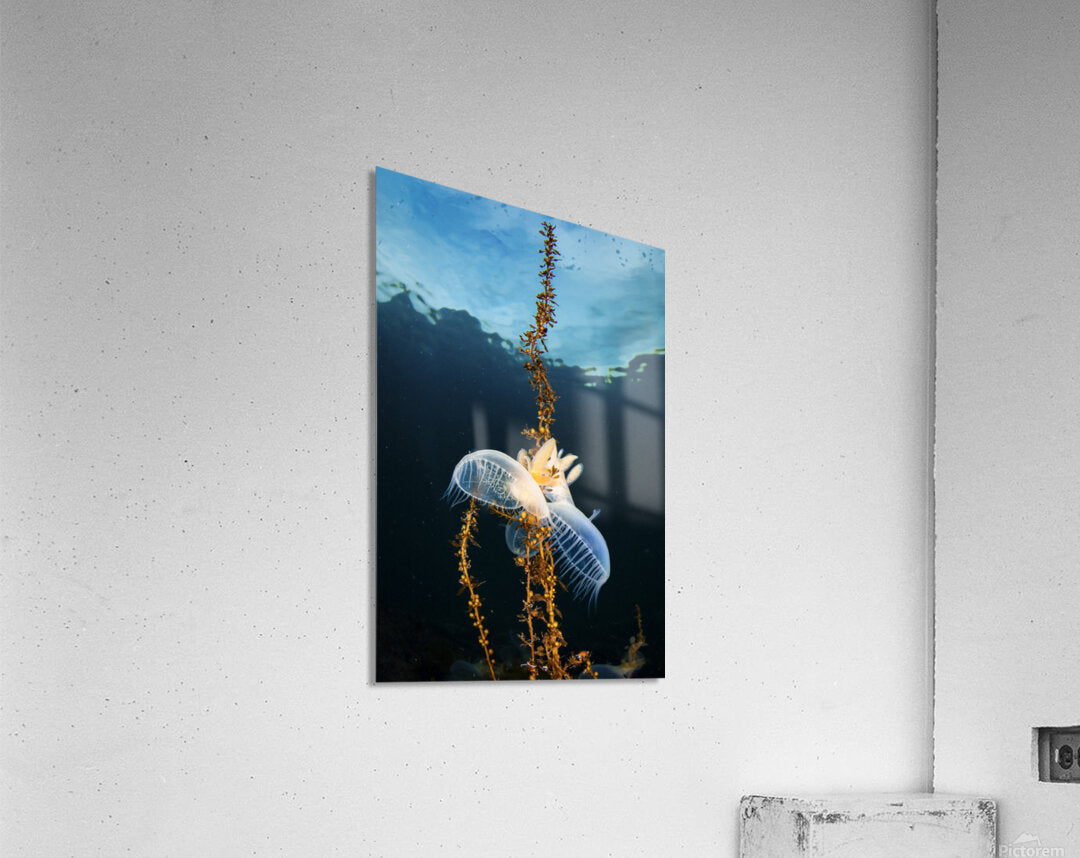 2631089 :: Acrylic Print