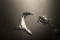 Sea Lion And Diver Black & White