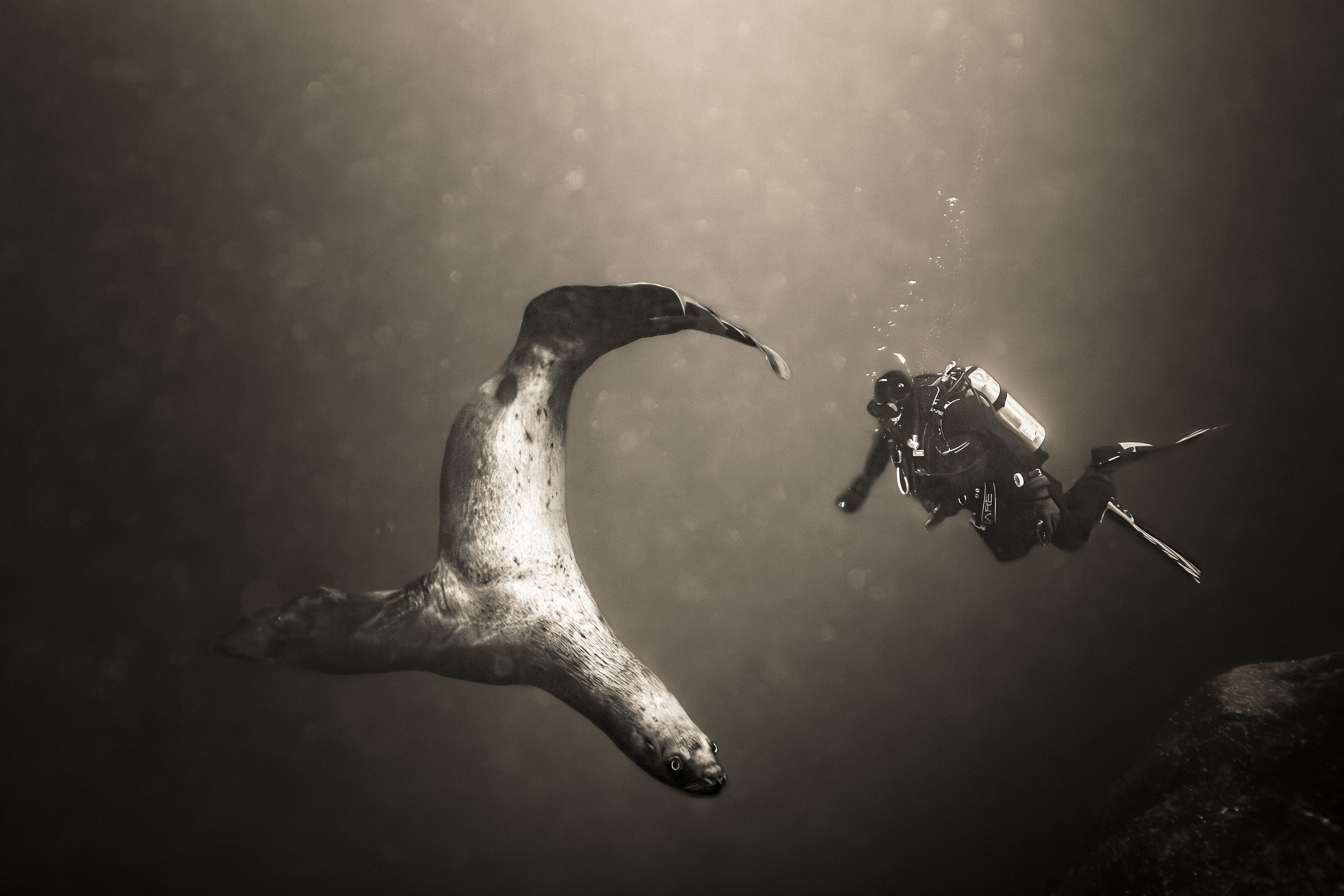 Sea Lion And Diver Black & White